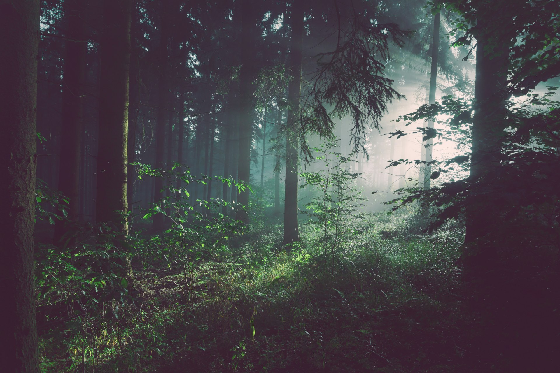 Sunlight through a quiet forest