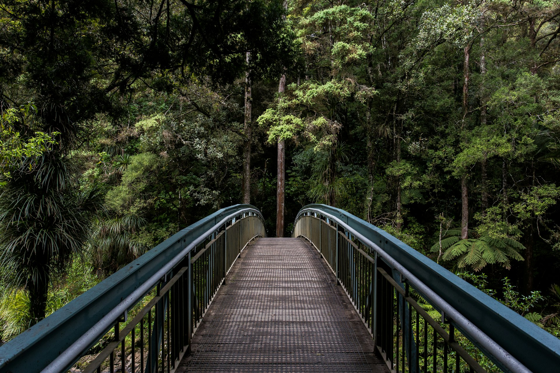 Forest canopy